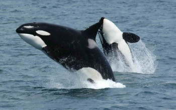 Do Orcas Attack Humans? And How On Earth Can They Eat Moose?!