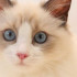 Ragdoll Cat Will Mess Up Your House. But You Still Gonna Love It