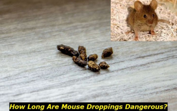 How Long Do Mouse Droppings Remain Infectious? Our Research