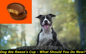 My Dog Ate a Reese's Cup: Here Are 5 Things You Must Urgently Do 